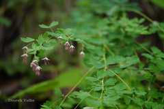Thalictrum foliolosum